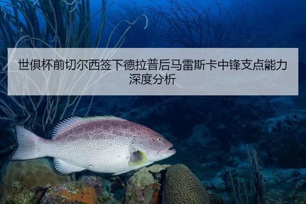 世俱杯前切尔西签下德拉普后马雷斯卡中锋支点能力深度分析